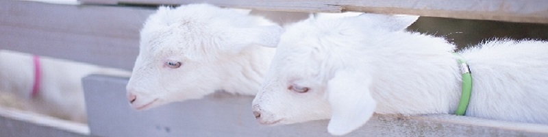 �~���[�z���C�g�j���O �|�������z���C�g�j���O�W�F��WX���T�C�g